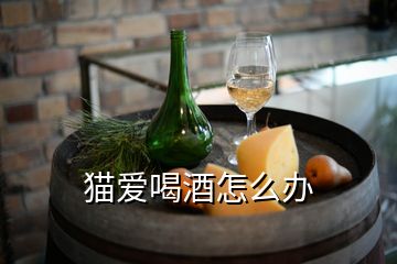 貓愛喝酒怎么辦