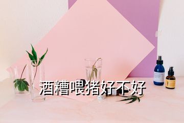 酒糟喂豬好不好