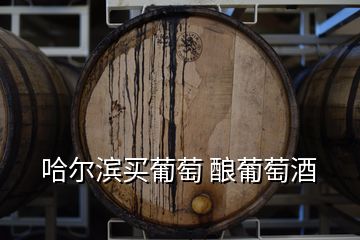 哈爾濱買(mǎi)葡萄 釀葡萄酒