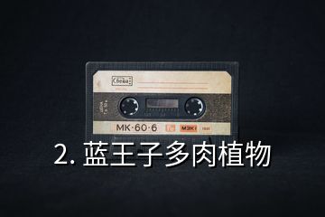 2. 藍王子多肉植物