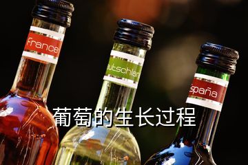 葡萄的生長(zhǎng)過程