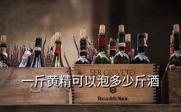 一斤黃精可以泡多少斤酒