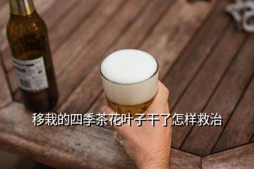 移栽的四季茶花葉子干了怎樣救治