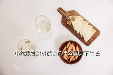 小盆栽發(fā)財(cái)樹適合在什么溫度下生長