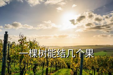 一棵樹能結(jié)幾個(gè)果