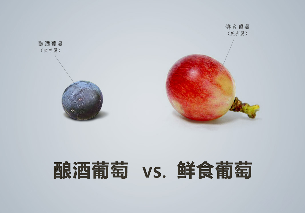 紅酒品種怎么認(rèn)，從葡萄品種入手這是最基本的方法