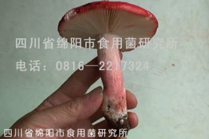 葡萄酒在家怎么保存,干紅菌怎么保存