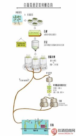教大家做釀造野生葡萄酒教程酒香醇正味美,關(guān)鍵詞