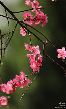 桃花十里醉怎么開(桃花十里醉怎么打開)