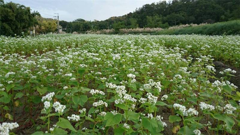 蕎麥酒有什么好處(蕎麥酒的好處)